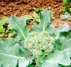 Early Broccoli